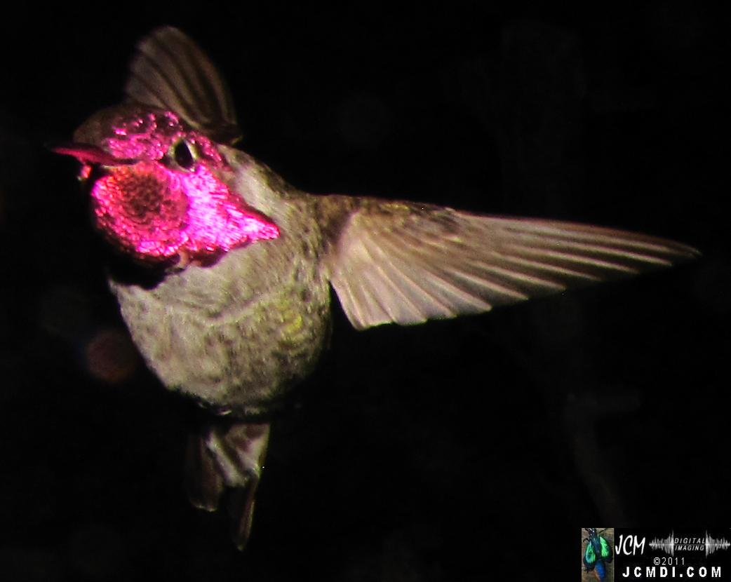 Hummingbird photo captured from Robo-Cam Motion Detection at JCMDI.COM